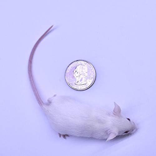 MiceDirect EST. 2003 40 Frozen Mice Weanling Feeders Snake Food for Juvenile Red Tail Boas Ball Python Adult Milk Snakes Corn Sand Boa (2-2.5 in) (520 Grams Min)