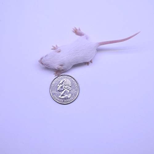MiceDirect EST. 2003 40 Frozen Mice Combo Pack of 20 Small Fuzzies and Fuzzies Feeders Snake Food for Corn Snakes Ball Pythons Lizards (.5-1.5 in)(140 Grams Min)