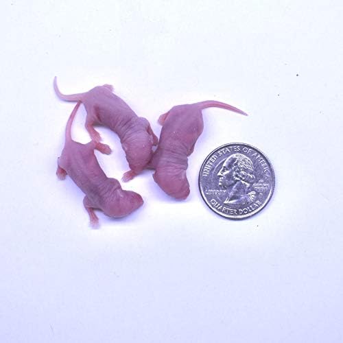 MiceDirect Frozen Mice Combo Pack of 75 Small Pinkies & 75 Pinkies Feeder Mice - Food for Corn Snakes, Ball Pythons, Lizards - 40 Ounce (Pack of 150)