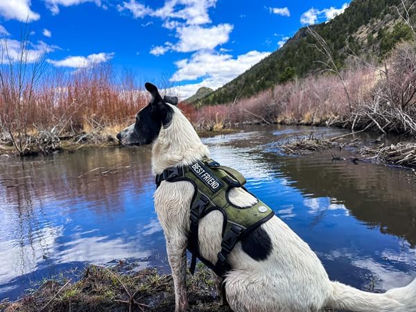 AUROTH Dog Harness, Escape Proof Dog Harness for Large Dogs, No Pull Dog Harness with Lift Handle, Soft Padded Reflective Adjustable Dog Vest Harness, Large Dog Harness for Walking Hiking Training
