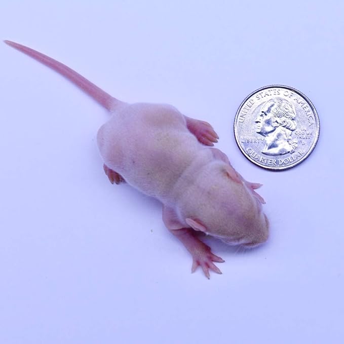 MiceDirect EST. 2003 50 Frozen Rat Combo Pack 25 Rat Pinkies and 25 Rat Fuzzies Feeders Snake Food (.5-2.5 in)(300 Grams Min)