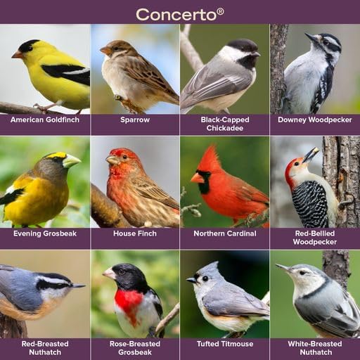 Blue Seal Concerto Wild Bird Seed | Premium High-Energy Blend | No Fillers, Corn-Free | Attracts a Wide Variety of Wild Outside Birds | Convenient Shell-Free Mix | Made in USA | 8 Pound Bag