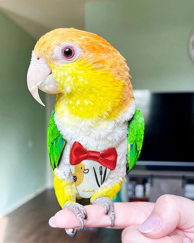 UKJENT Bird Diaper Protective Parrot Nappy - 2 Pack, Reusable Flight Suit with Waterproof Inner Layer, Washable Cute Urine Wet Suit for Cockatiel Monk Parakeet Sun Parakeet Lory(M)