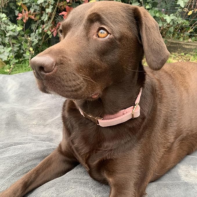PETDURO Custom Dog Collar Personalized with Name Engraved Quick Release Rose Gold Metal Buckle for Large Medium Small Girl Dogs - Dog Leash and Bow Tie Available - Soft Comfy Velvet (Pink, XS)