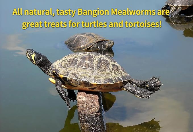 Dried Mealworms 10 Lbs-Organic MealWorms for Chickens & Birds, Non-GMO Meal Worms for Chickens, Wild Birds, Bluebirds, High Protein Chicken Feed Bird Treats, Worms for Chicken, Hens, Bird, Reptiles