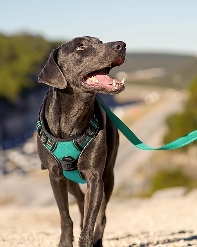Joytale No Pull Dog Harness for Small Dogs, Reflective Pet Vest with Front Clip, Adjustable Soft Padded Harnesses with Easy Control Handle for Training and Walking, Teal, S