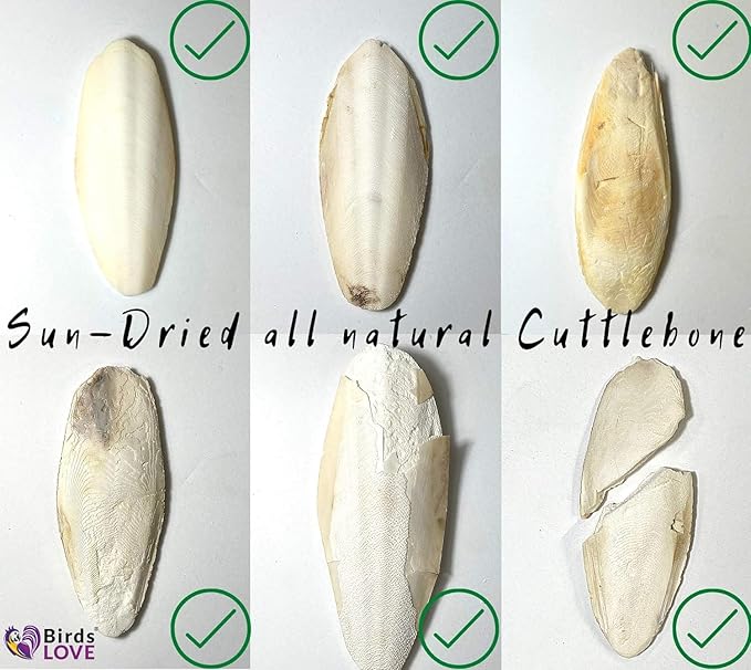 Birds LOVE Natural Cuttlebone for Birds & Reptiles – 100% Pure Sun-Dried Calcium Supplement – Supports Beak, Bone & Shell Strength – Safe Daily Use - 2 Pack with Holder, 7.5 to 8"