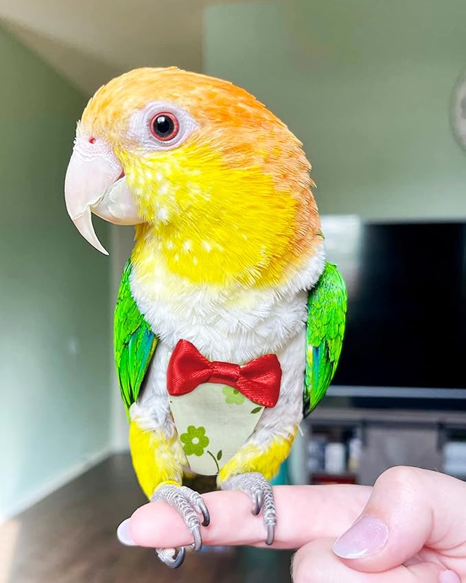 UKJENT Bird Diaper with 78 Inch Flying Leash - 2 Pack, Reusable Flight Suit with Waterproof Inner Layer, Washable Cute Urine Wet Suit for Cockatiel Monk Parakeet Sun Parakeet Lory(S)