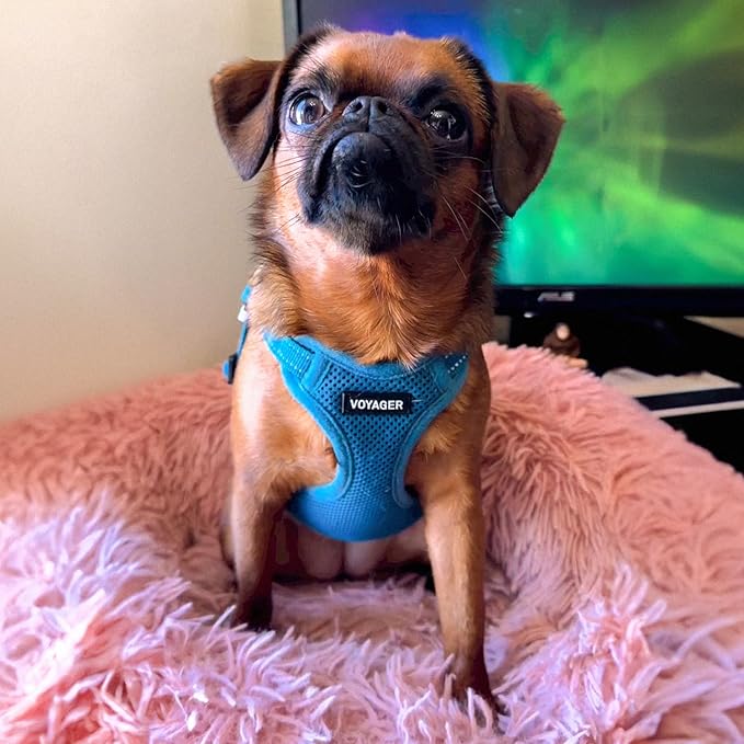 Best Pet Supplies Voyager Mesh Dog Breathable Harness Reflective Stitching, All Weather Adjustable for Walking Training, or Running - Heavy Duty & Durable, Harness Leash Set (Turquoise), L