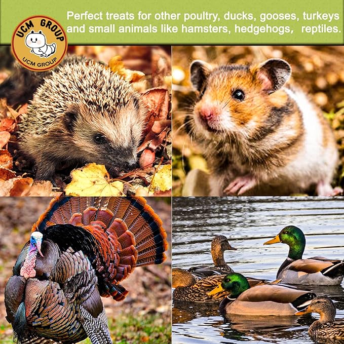 UCM Group 20LB Dried Black Soldier Fly Larvae for Chicken, Poultry, Wild Birds,100% Natural Non-GMO, No Additives, Treat, More Calcium Chicken Treats Than Mealworms,4 Packs