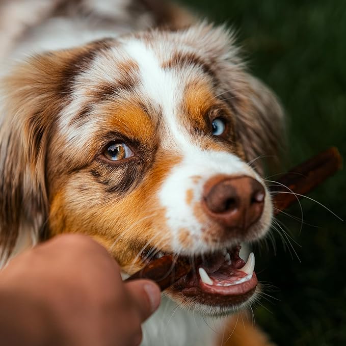 Best Bully Sticks 6 Inch Natural Collagen Sticks for Dogs - 10 Count (Pack of 1) - Long-Lasting, Rawhide Free, Beef Treat
