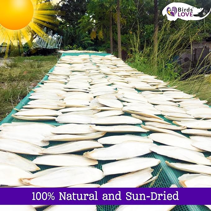 Birds LOVE Natural Cuttlebone for Birds & Reptiles – 100% Pure Sun-Dried Calcium Supplement – Supports Beak, Bone & Shell Strength – Safe Daily Use - 1 Pack with Holder, Size 7.5 to 8"