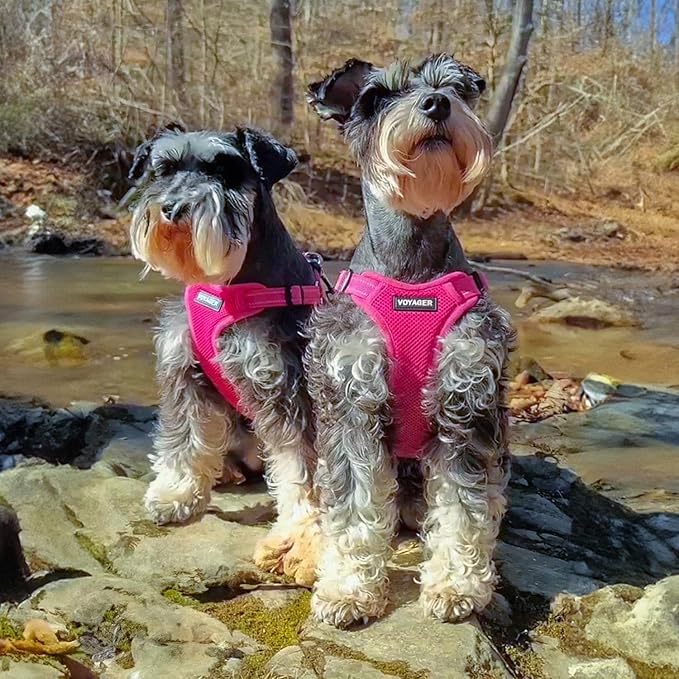 Best Pet Supplies Voyager Mesh Dog Breathable Harness Reflective Stitching, All Weather Adjustable for Walking Training, or Running - Heavy Duty & Durable, Harness Leash Set (Fuchsia), XL
