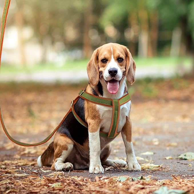 Beirui Soft Small Dog Harness and Leash Set-Adjustable Step in Dog Harness for Small Dogs-Easy Walk Dog Harness Small Sized Dog-Warm No Pull Dog Harness and Leash Used in Autumn Winter(Green,S)