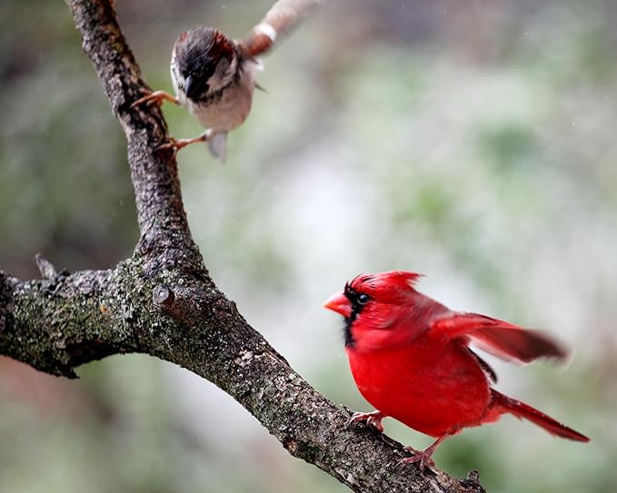 Bulk Dried Mealworms 10Lb Bag -Premium Non-GMO Dried Mealworms for Chicken, Nutritious High Protein - 100% Natural for Laying Hens, Birds, Ducks, Chicken Feed