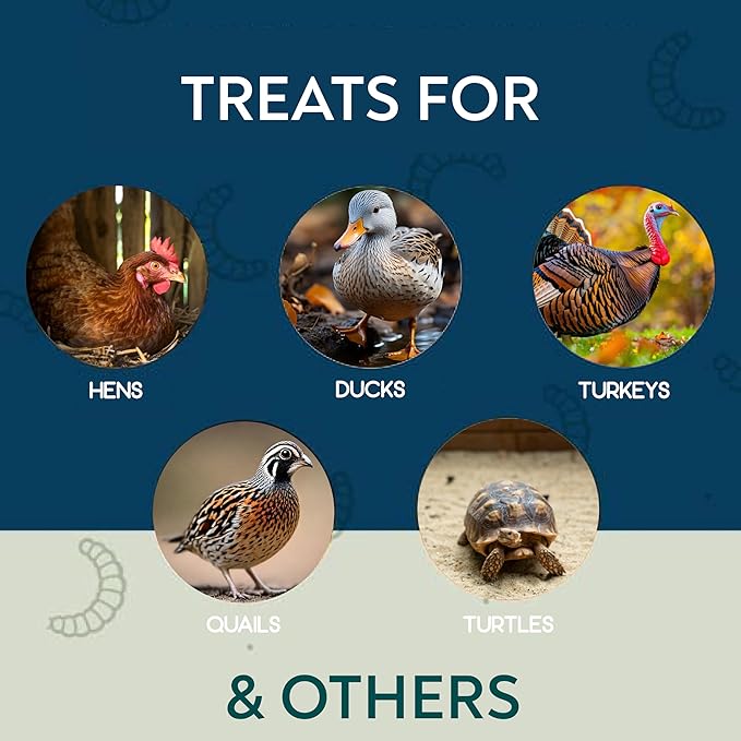 Better Than Dried Black Soldier Fly Larvae for Chickens - 10 lbs Non-GMO - 75X More Calcium Than Meal Worms - Poultry Feed Molting Supplement - Farm Raised High Protein - Resealable Bag