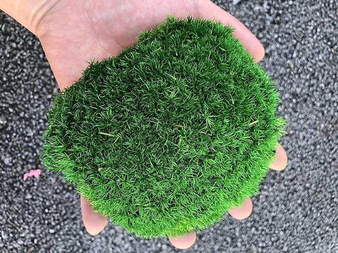Preserved Pole Moss Pillow Bun Cushion Natural Green Decorative Real Natural DIY Kit Gardenning Art Wall Decor Florist Easter Table Decor Wedding(1.5 sq.ft, Green-C)