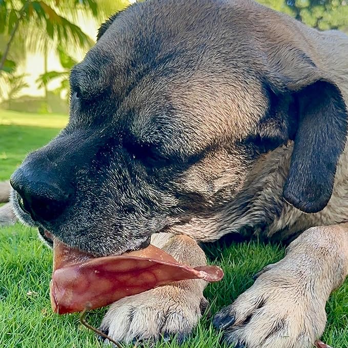 Supercan Bully Sticks Pig Ear Chews for Dogs โ Half Pig Ears (15 Count) - All Natural Dog Treats - Healthy Chews for Large Medium & Small Dogs - Promotes Dental Health - Long Lasting