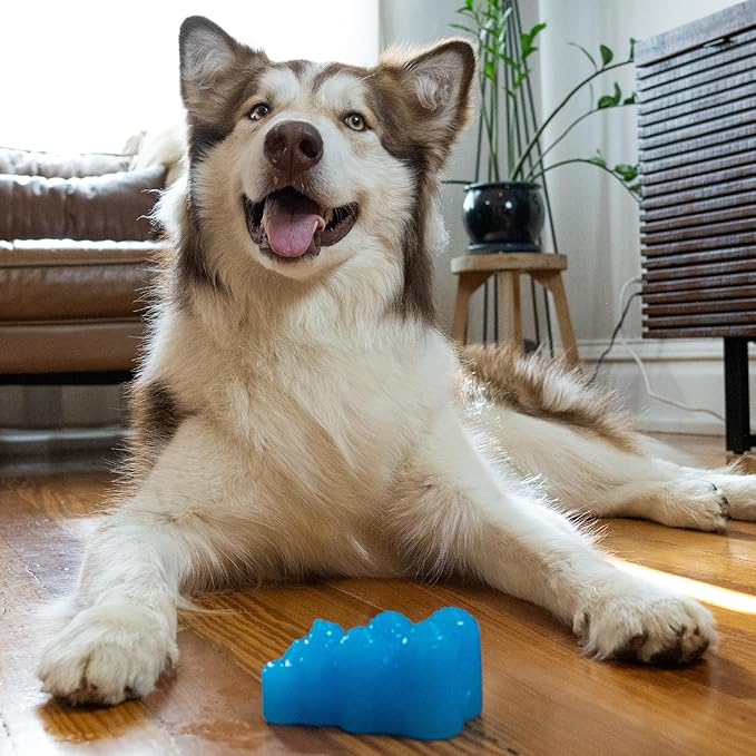 Outward Hound Gummiez Bear 2-in-1 Dental Dog Chew Toy and Dog Treat Stuffer Game, Blue Raspberry Scent, Blue