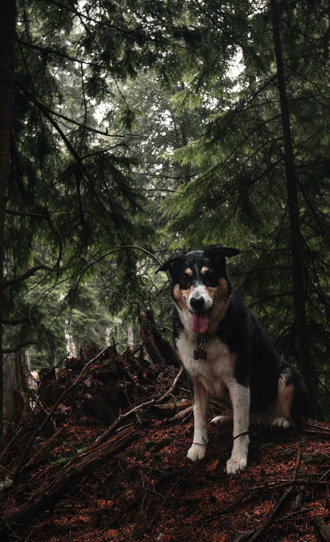 Pet Behavior Problems: Understanding and Solving Common Dog and Cat Behavioral Issues