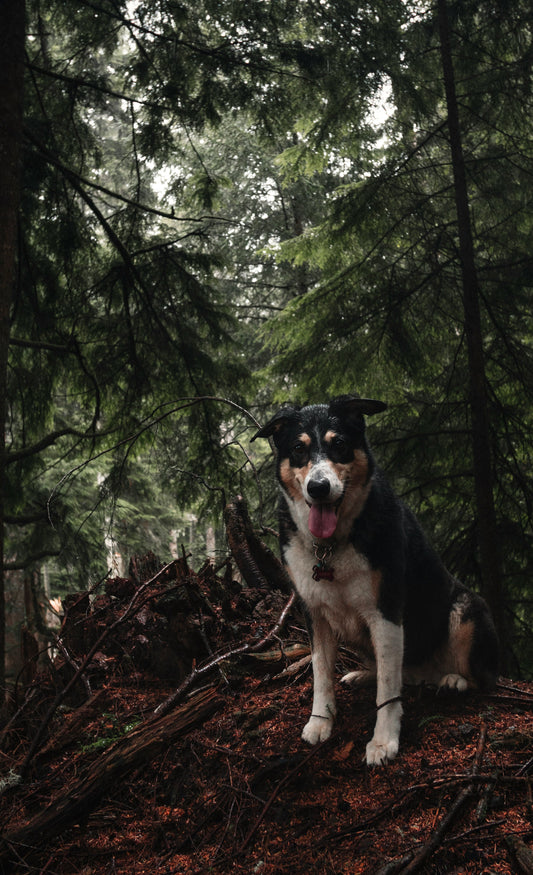 Why Predictable Evening Routines Strengthen Canine Sleep Quality