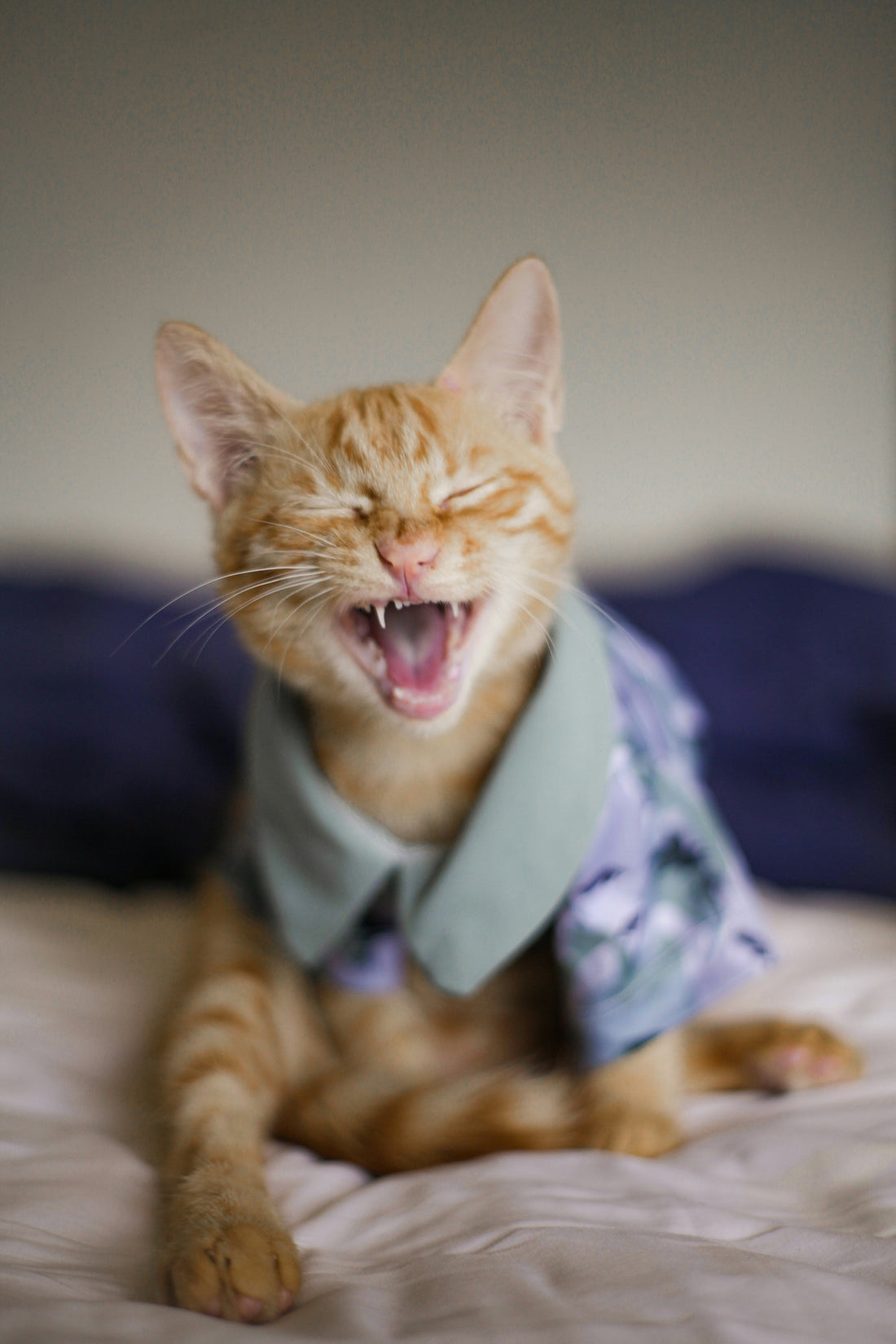 The Complete Guide to Choosing the Right All-Purpose Cleaner for Your Home with Pets