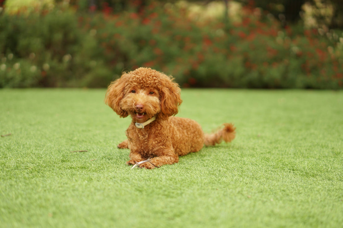 The Best Nutrition Tips for Keeping Your Dog Healthy