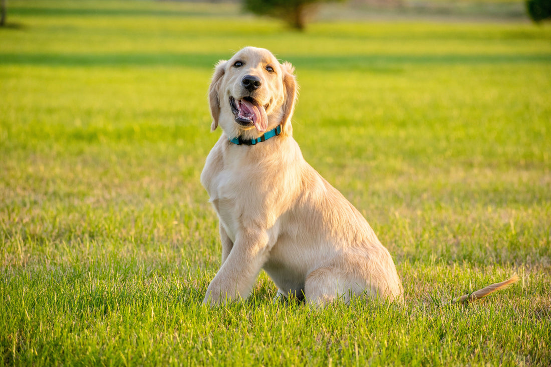Understanding Dog Behavior: How to Read, Interpret, and Respond to Your Dog’s Actions