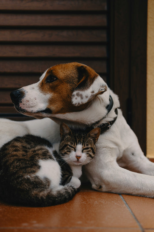 How to Understand and Manage Your Dog’s Energy Levels: Creating Balance for a Healthier Life