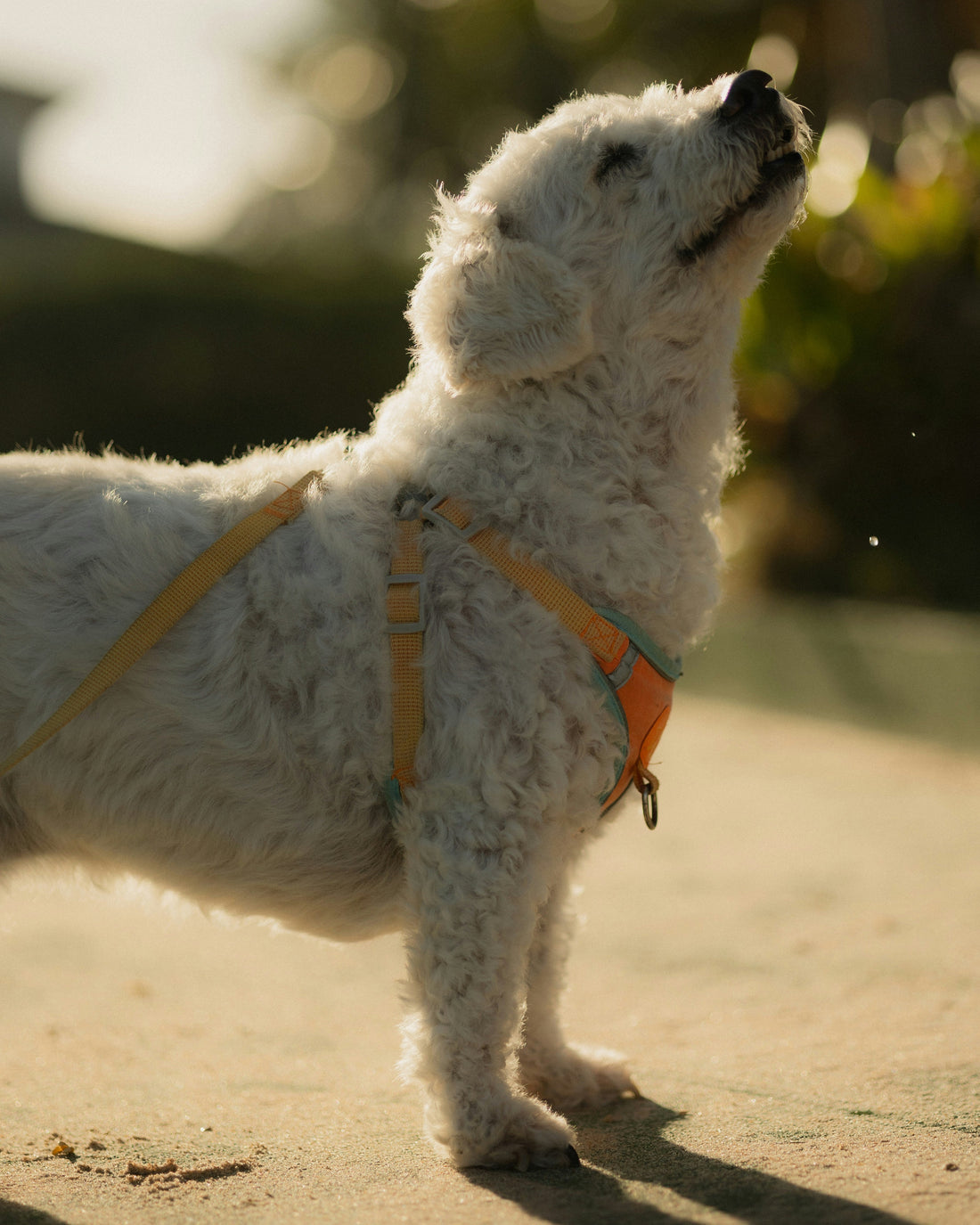 The Future of Structured Canine Wellness in Modern Living
