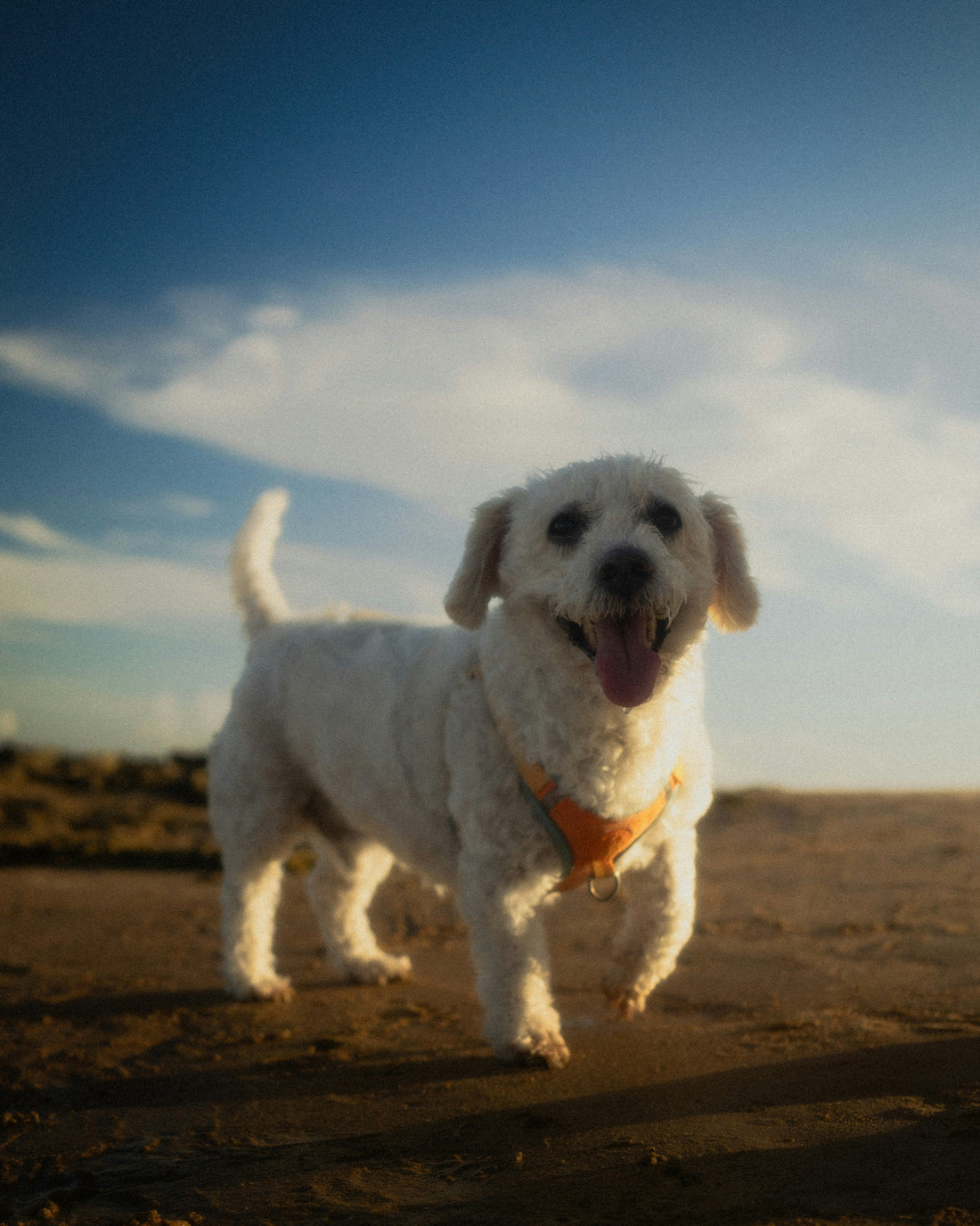 How Structured Living Enhances Cognitive Clarity in Dogs