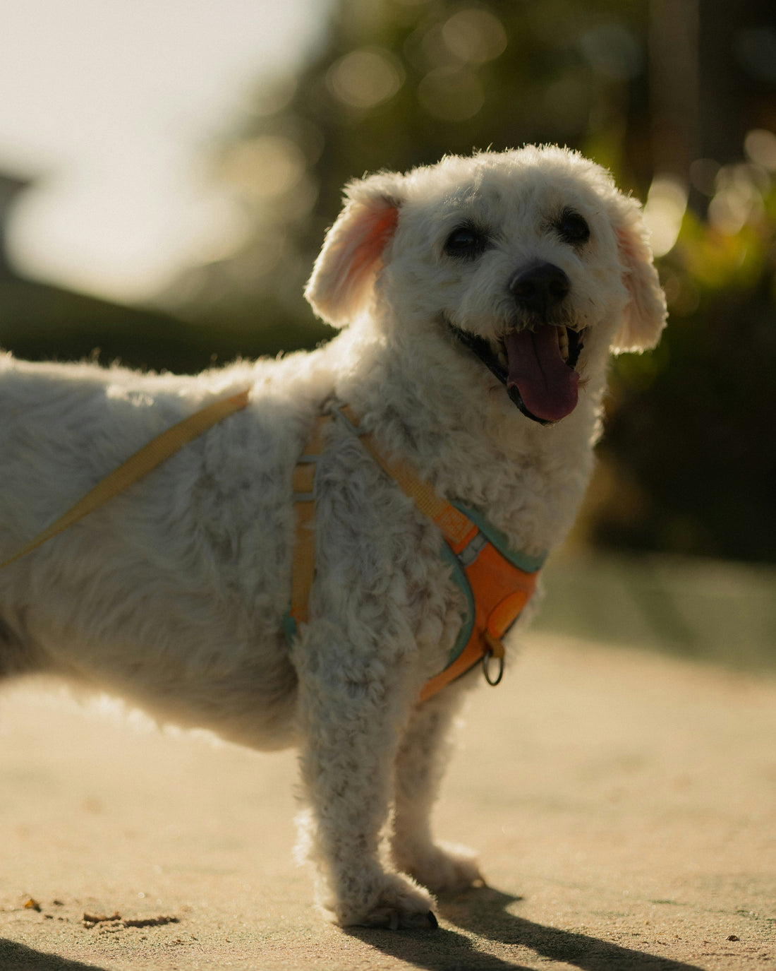 Seasonal Wellness Strategies for Year-Round Stability in Modern Dogs