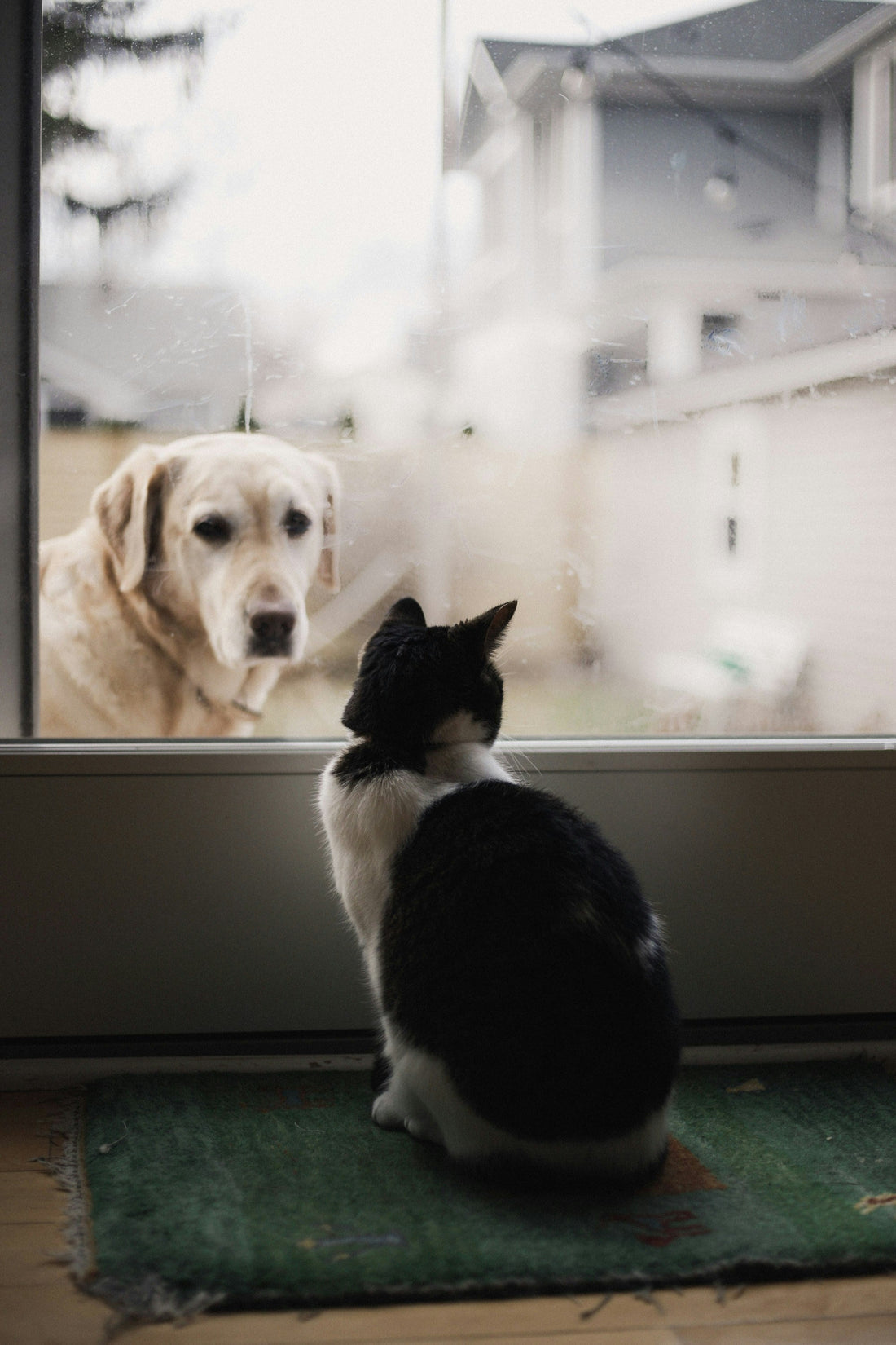 How a Predictable Daily Schedule Reduces Pet Anxiety and Creates Calm, Confident Pets