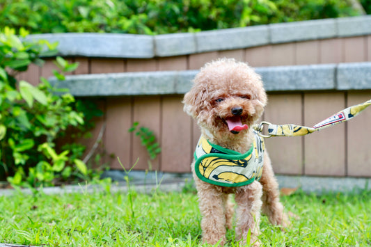 Best Pet Grooming Tips for Healthy Skin and Coat: A Complete Guide for Pet Owners