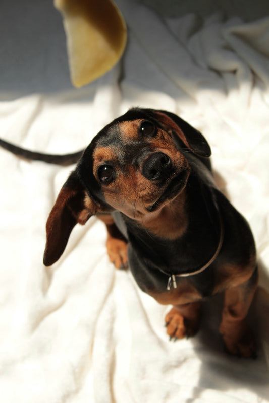 Why Emotional Safety Is the Foundation of Long-Term Pet Well-Being
