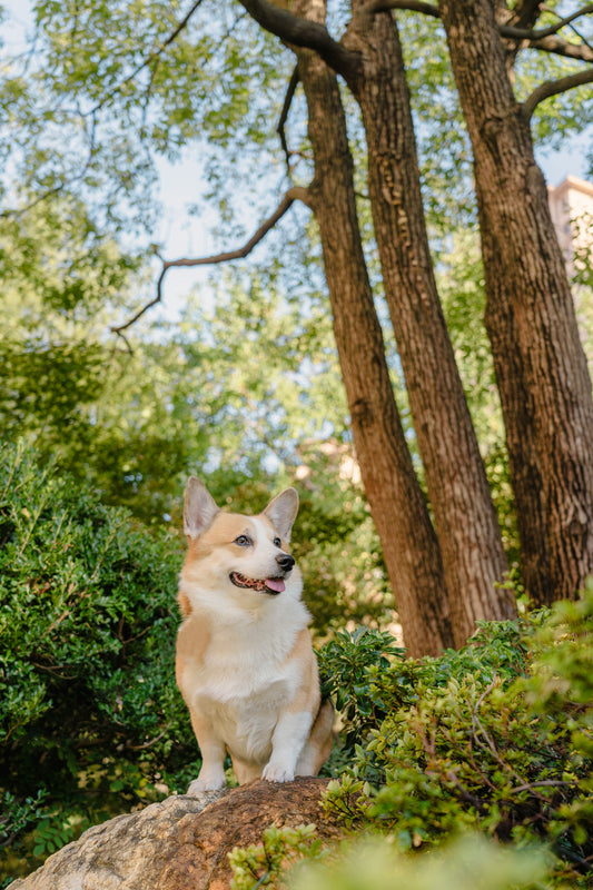 How to Choose the Best Pet Grooming Tools for a Healthy, Happy Pet