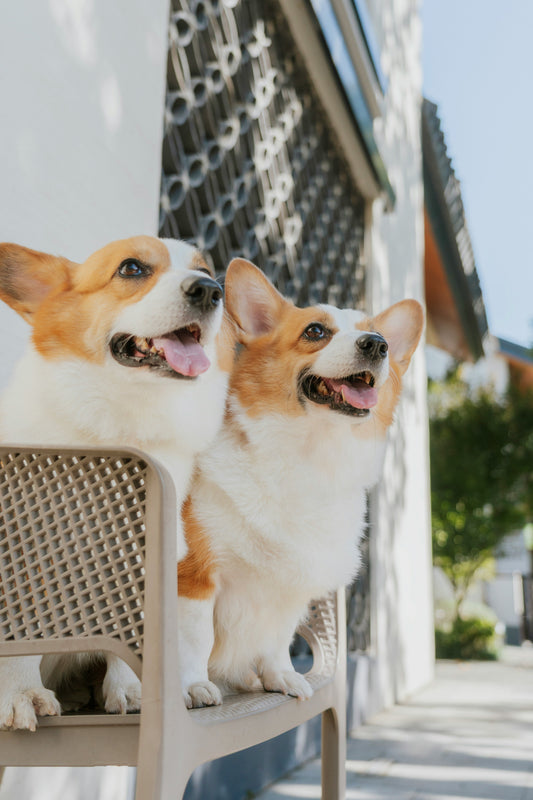 How to Create the Perfect Diet Plan for Your Dog: A Complete Nutritional Guide