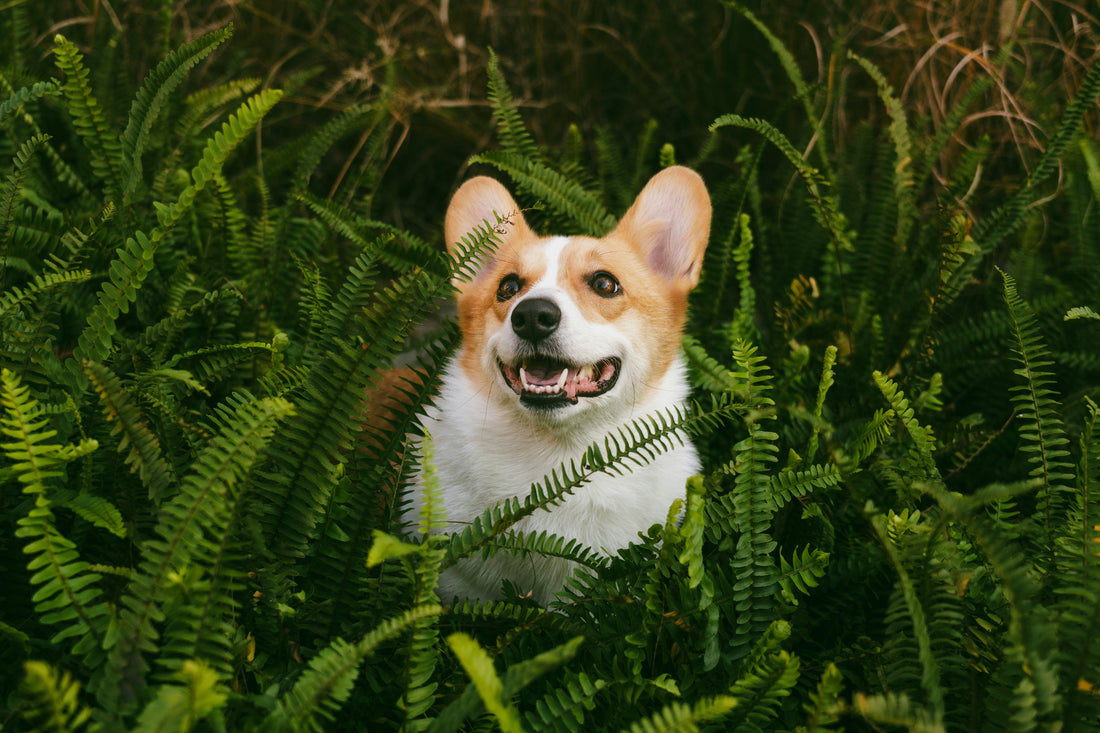 Senior Pet Wellness: Small Daily Changes That Make a Meaningful Difference