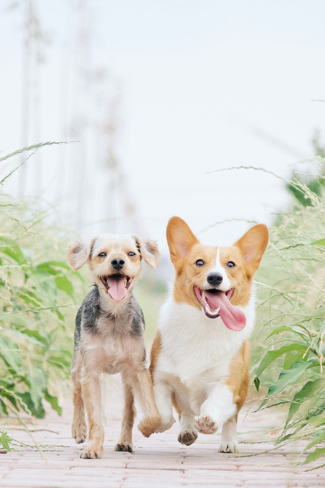 How Emotional Stability Affects Pet Behavior and Training: Building Well-Balanced, Responsive Pets