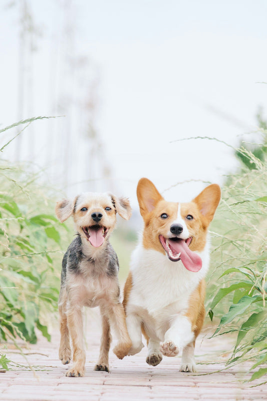How to Build Better Daily Habits for Your Dog: Creating Stability, Comfort, and Long-Term Well-Being