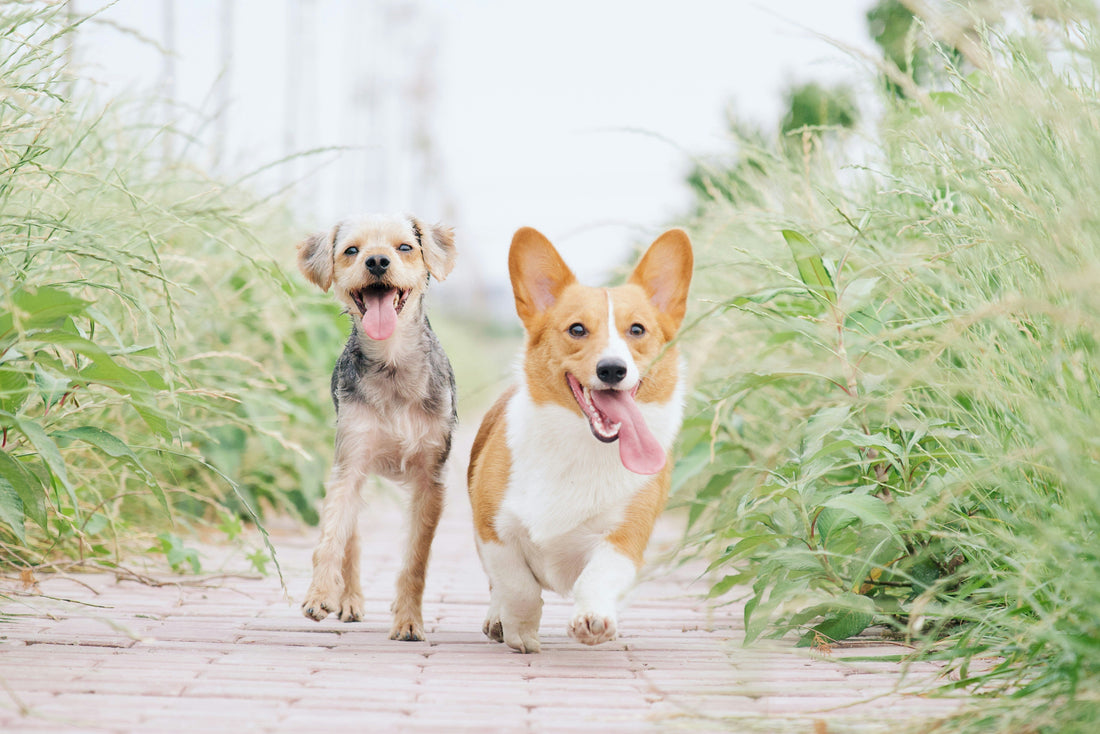 How Early Life Experiences Shape a Pet’s Personality and Confidence