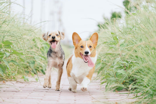 How Early Life Experiences Shape a Pet’s Personality and Confidence