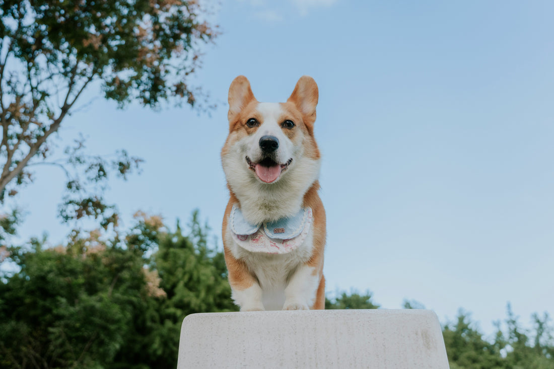The Ultimate Guide to Pet Nutrition: How to Choose the Right Food for Your Dog or Cat