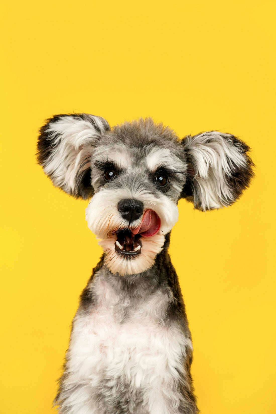 Pet Anxiety and Stress: How to Recognize the Signs and Help Your Pet Feel Calm