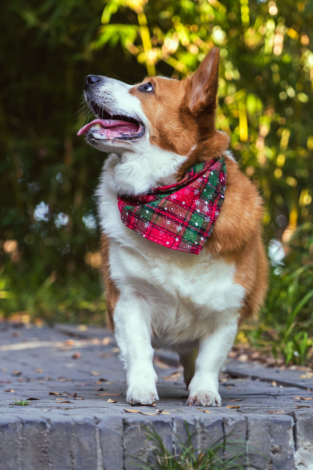 How to Create a Safe Home Environment for Pets: A Complete Safety Guide for Dogs and Cats