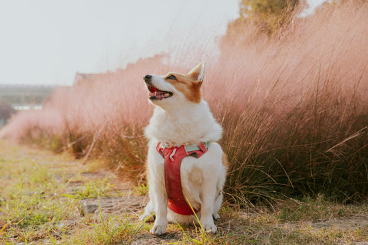 Pet Grooming Essentials: How to Keep Your Dog and Cat Clean, Comfortable, and Healthy