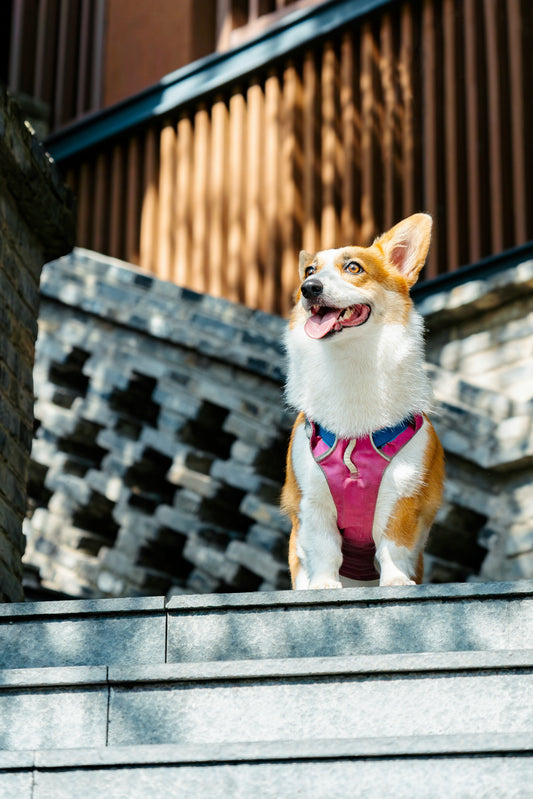 How to Help Your Pet Adjust to a New Home