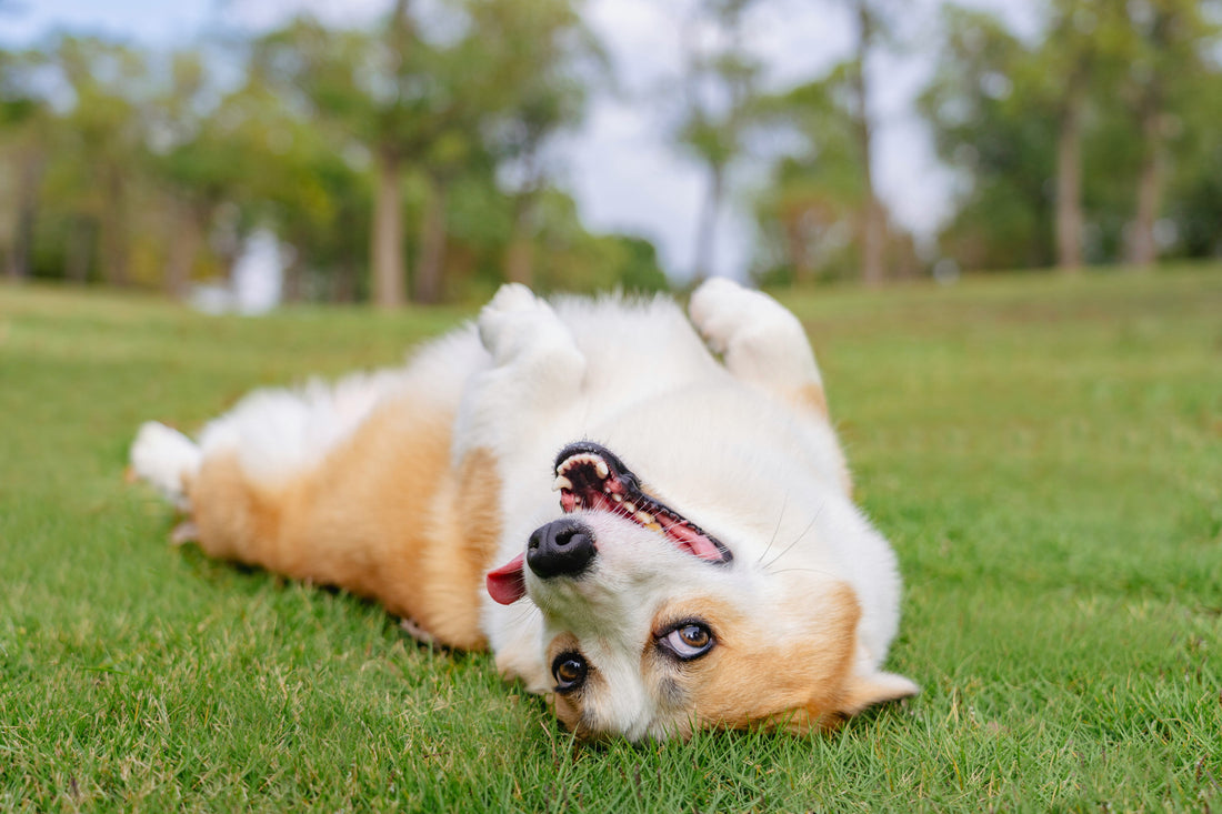 The Architecture of Preventative Canine Wellness