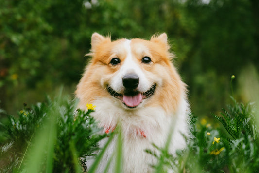 How to Choose the Right Dog Harness: A Complete Guide for Every Breed