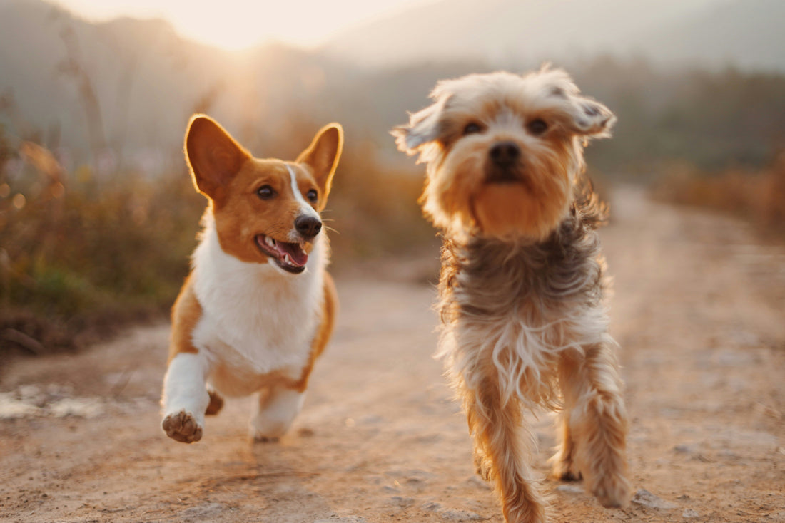 How to Build a Healthy Lifestyle for Your Dog: Creating Balance in Every Aspect of Daily Life